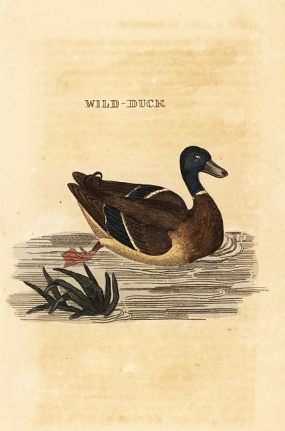 Krzyżówka, Anas platyrhynchos autorstwa Edward Donovan