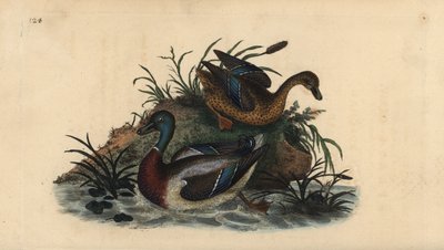Kaczki krzyżówki, Anas platyrhynchos, para samiec i samica. Ręcznie barwiony miedzioryt rysowany i grawerowany przez Edwarda Donovana z jego własnej „Historii naturalnej ptaków brytyjskich”, Londyn autorstwa Edward Donovan