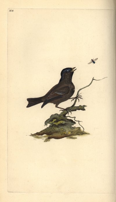 Sikora błotna, Poecile Palustris. Ręcznie barwiony miedzioryt rysowany i grawerowany przez Edwarda Donovana z jego własnej „Historii naturalnej ptaków brytyjskich”, Londyn autorstwa Edward Donovan