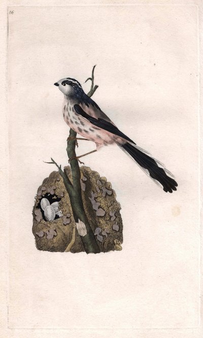 Mesange ma długi ogon. Aegithalos caudatus (Parus caudatus). Miedzioryt Edwarda Donovana (1768-1837), opublikowany w Histoire naturelle des oiseaux britanniques, Londyn autorstwa Edward Donovan