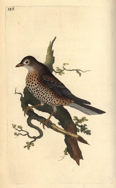 Drozd jemioła, Turdus viscivorus. Ręcznie kolorowany miedzioryt rysowany i grawerowany przez Edwarda Donovana z jego własnej „Historii naturalnej ptaków brytyjskich”, Londyn autorstwa Edward Donovan