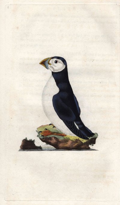 Burzyk mnich. Fratercula arctica (Alca arctica). Miedzioryt autorstwa Edwarda Donovana (1768-1837), opublikowany w Natural History of British Birds, Londyn autorstwa Edward Donovan