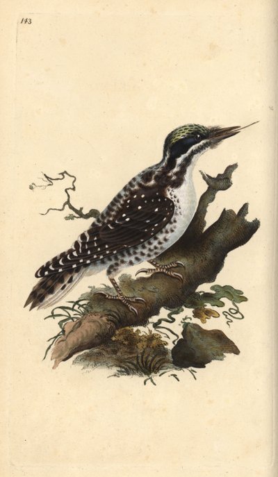 Północny dzięcioł trójpalczasty. Picoides tridactylus. Ręcznie kolorowany miedzioryt rysowany i grawerowany przez Edwarda Donovana z jego własnej „Historii naturalnej ptaków brytyjskich”, Londyn autorstwa Edward Donovan