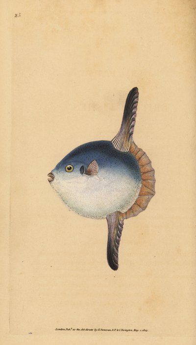 Samogłów oceaniczny, Mola mola. Wrażliwy. (Ryby słoneczne, Tetrodon mola). Ręcznie barwiony miedzioryt narysowany i rytowany przez Edwarda Donovana z jego Natural History of British Fishes, Donovan and F.C. i J. Rivington, Londyn autorstwa Edward Donovan