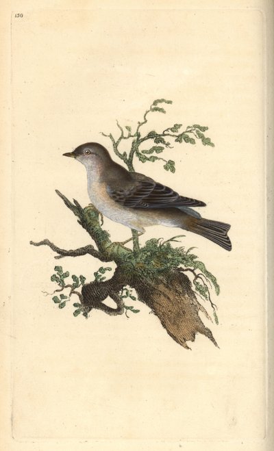 Jarzębina, Sylvia hydrtensis, lub gajówki większe. Ręcznie kolorowany miedzioryt rysowany i grawerowany przez Edwarda Donovana z jego własnej „Historii naturalnej ptaków brytyjskich”, Londyn autorstwa Edward Donovan