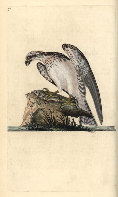 Rybołów, Pandion haliaetus, stojący na złowionej rybie. Ręcznie barwiony miedzioryt rysowany i grawerowany przez Edwarda Donovana z jego własnej „Historii naturalnej ptaków brytyjskich”, Londyn autorstwa Edward Donovan