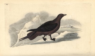 Pasożytniczy Jaeger, Stercorarius parasiticus. Ręcznie barwiony miedzioryt rysowany i grawerowany przez Edwarda Donovana z jego własnej „Historii naturalnej ptaków brytyjskich”, Londyn autorstwa Edward Donovan