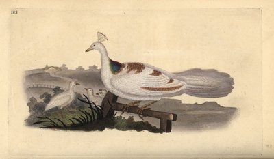 Pawi łapa, Pavo cristatus, samica z młodymi. Ręcznie kolorowany miedzioryt rysowany i grawerowany przez Edwarda Donovana z jego własnej „Historii naturalnej ptaków brytyjskich”, Londyn autorstwa Edward Donovan
