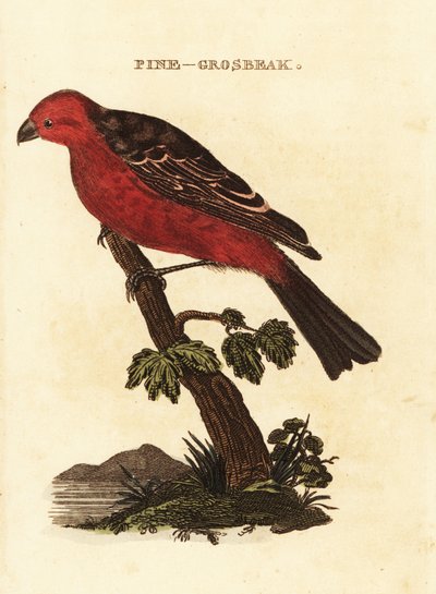 grubodziób sosnowy, enukleator Pinicola autorstwa Edward Donovan