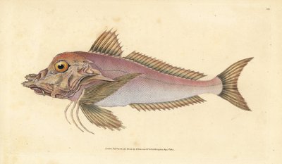 Piper, Trigla lyra. Ręcznie barwiony miedzioryt narysowany i rytowany przez Edwarda Donovana z jego Natural History of British Fishes, Donovan and F.C. i J. Rivington, Londyn autorstwa Edward Donovan