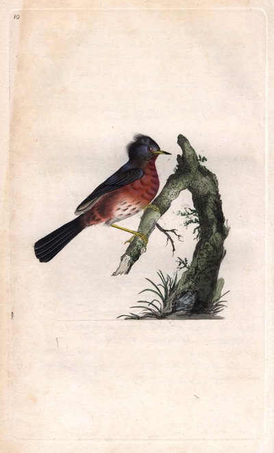 Wojna Pitchou. Sylvia undata (Sylvia dartfordiensis). Miedzioryt autorstwa Edwarda Donovana (1768-1837), opublikowany w Natural History of British Birds, Londyn autorstwa Edward Donovan