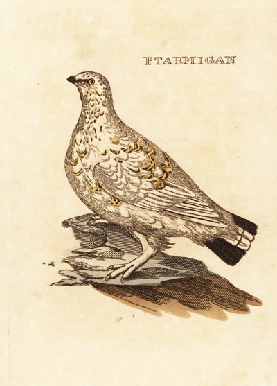 Pardwa zwyczajna lub zwierzyna biała, Lagopus lagopus autorstwa Edward Donovan