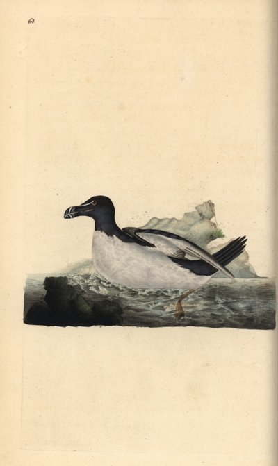 Razorbill, Alca Torda. Ręcznie kolorowany miedzioryt rysowany i grawerowany przez Edwarda Donovana z jego własnej „Historii naturalnej ptaków brytyjskich”, Londyn autorstwa Edward Donovan