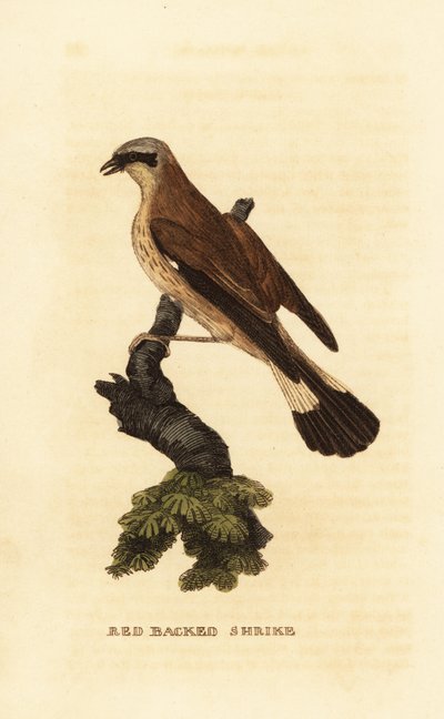 Gąsiorek gąsiorek , Lanius collurio autorstwa Edward Donovan