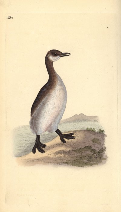 Perkoz rdzawoszyi (samica), Podiceps grisegena. Ręcznie kolorowany miedzioryt rysowany i grawerowany przez Edwarda Donovana z jego własnej „Historii naturalnej ptaków brytyjskich”, Londyn autorstwa Edward Donovan