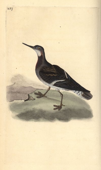 phalarope czerwonoszyjki , Phalaropus lobatus. Ręcznie kolorowany miedzioryt rysowany i grawerowany przez Edwarda Donovana z jego własnej „Historii naturalnej ptaków brytyjskich”, Londyn autorstwa Edward Donovan