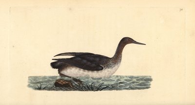 Nur rdzawoszyi lub nurek, Gavia stellata. Ręcznie barwiony miedzioryt rysowany i grawerowany przez Edwarda Donovana z jego własnej „Historii naturalnej ptaków brytyjskich”, Londyn autorstwa Edward Donovan