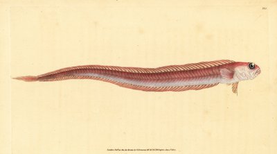 Czerwona bandona, Cepola macrophthalma (Rubescent band-fish, Cepola rubescens). Ręcznie barwiony miedzioryt narysowany i rytowany przez Edwarda Donovana z jego Natural History of British Fishes, Donovan and F.C. i J. Rivington, Londyn autorstwa Edward Donovan