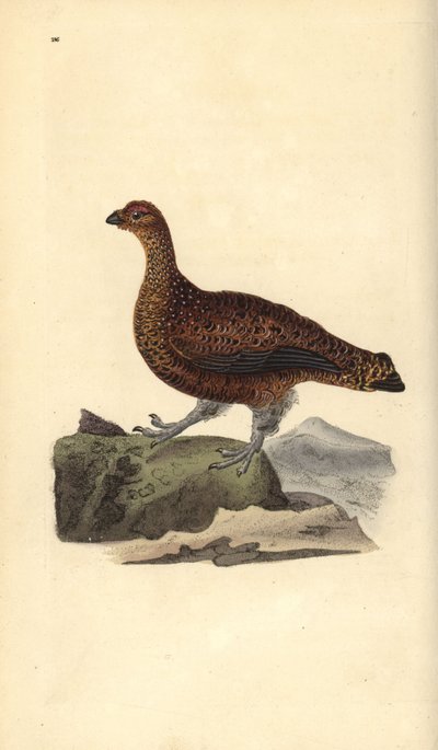Cietrzew (samica), Lagopus scotica. Ręcznie barwiony miedzioryt rysowany i grawerowany przez Edwarda Donovana z jego własnej „Historii naturalnej ptaków brytyjskich”, Londyn autorstwa Edward Donovan