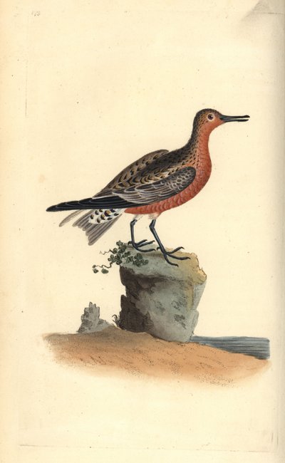 Czerwony węzeł, Calidris canutus. Ręcznie kolorowany miedzioryt rysowany i grawerowany przez Edwarda Donovana z jego własnej „Historii naturalnej ptaków brytyjskich”, Londyn autorstwa Edward Donovan