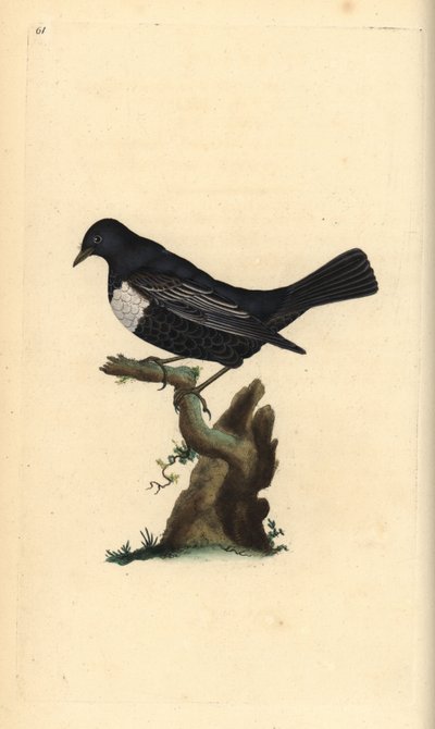 Pierścień ouzel, Turdus torquatus. Ręcznie barwiony miedzioryt rysowany i grawerowany przez Edwarda Donovana z jego własnej „Historii naturalnej ptaków brytyjskich”, Londyn autorstwa Edward Donovan