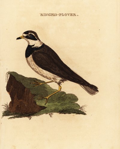Sieweczka obrożna , Charadrius hiaticula autorstwa Edward Donovan