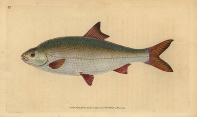 Płoć, Rutilus rutilus (Cyprinus ritulus). Ręcznie kolorowany miedzioryt narysowany i wygrawerowany przez Edwarda Donovana z jego Natural History of British Fishes, Donovan and F.C. and J. Rivington, Londyn. autorstwa Edward Donovan
