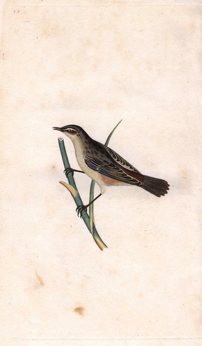 Fragmit prętowy. Acrocephalus schoenobaenus (Motacilla salicaria). Miedzioryt autorstwa Edwarda Donovana (1768-1837), opublikowany w Natural History of British Birds, Londyn autorstwa Edward Donovan