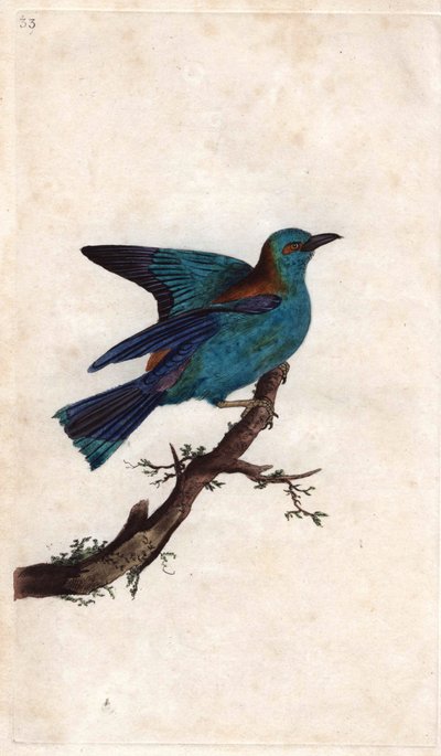 Wałek Europy. Coracias garrula (Coracias garrula). Miedzioryt autorstwa Edwarda Donovana (1768-1837), opublikowany w Natural History of British Birds, Londyn autorstwa Edward Donovan