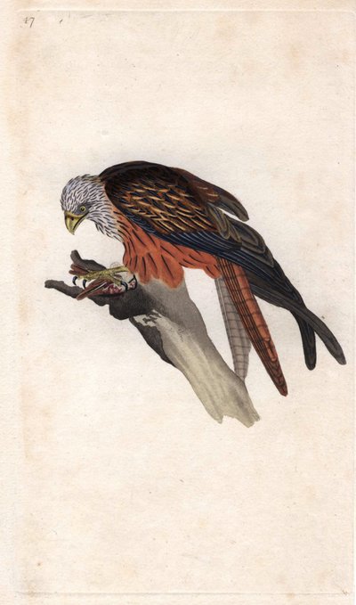 Królewski Mediolan. Milvus milvus (Falco milvus). Miedzioryt autorstwa Edwarda Donovana (1768-1837), opublikowany w Natural History of British Birds, Londyn autorstwa Edward Donovan