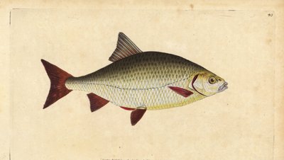 Wzdręga, Scardinius erythrophthalmus (czerwone oko, Cyprinus erythrophthalmus). Ręcznie barwiony miedzioryt narysowany i rytowany przez Edwarda Donovana z jego Natural History of British Fishes, Donovan and F.C. i J. Rivington, Londyn autorstwa Edward Donovan