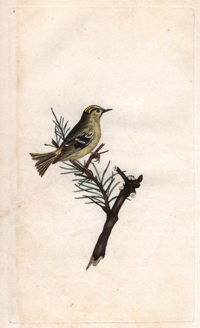 Król Ruppe. Regulus regulus (Motacilla regulus). Miedzioryt autorstwa Edwarda Donovana (1768-1837), opublikowany w Natural History of British Birds, Londyn autorstwa Edward Donovan