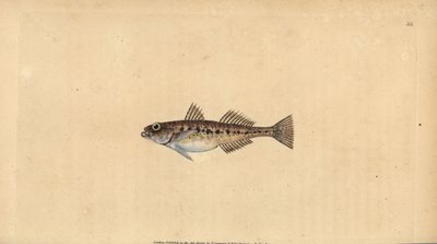 Babka piaskowa, Pomatoschistus minutus (babka plamista, Gobius minutus). Ręcznie barwiony miedzioryt narysowany i rytowany przez Edwarda Donovana z jego Natural History of British Fishes, Donovan and F.C. i J. Rivington, Londyn autorstwa Edward Donovan