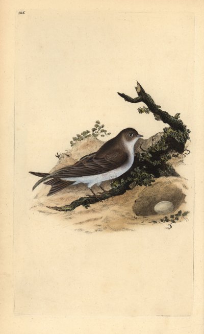 Sand martin, Riparia riparia, z gniazdem i jajkiem. Ręcznie kolorowany miedzioryt narysowany i wygrawerowany przez Edwarda Donovana z jego własnej "Natural History of British Birds" (1794-1819). Edward Donovan (1768-1837) był angielsko-irlandzkim zoologiem autorstwa Edward Donovan