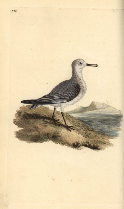 Sanderling, Calidris alba. Ręcznie kolorowany miedzioryt rysowany i grawerowany przez Edwarda Donovana z jego własnej „Historii naturalnej ptaków brytyjskich”, Londyn autorstwa Edward Donovan
