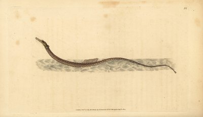 Iglicznia sargassum lub iglicznia pelagiczna. Ręcznie barwiony miedzioryt narysowany i rytowany przez Edwarda Donovana z jego Natural History of British Fishes, Donovan and F.C. i J. Rivington, Londyn autorstwa Edward Donovan