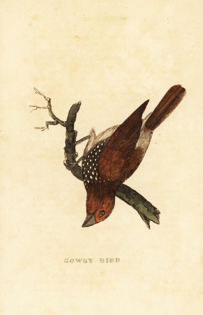 Munia łuszcząca się lub plamista, Lonchura punctulata autorstwa Edward Donovan