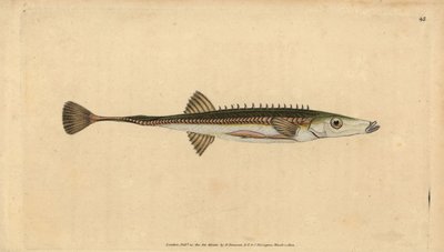 Ciernik morski, Spinachia spinachia (Piętnastokolcowy ciernik, Gasterosteus spinachia). Ręcznie barwiony miedzioryt narysowany i rytowany przez Edwarda Donovana z jego Natural History of British Fishes, Donovan and F.C. i J. Rivington, Londyn autorstwa Edward Donovan