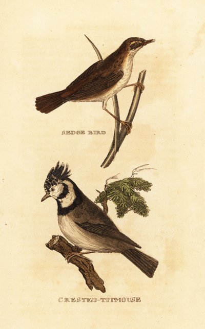 Pokrzewka turzycowa, Acrocephalus schoenobaenus i sikora czubatka, Lophophanes cristatus autorstwa Edward Donovan