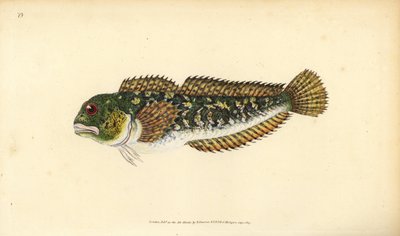 Shanny, Lipophrys pholis (Smooth blenny, Blennius pholis). Ręcznie barwiony miedzioryt narysowany i rytowany przez Edwarda Donovana z jego Natural History of British Fishes, Donovan and F.C. i J. Rivington, Londyn autorstwa Edward Donovan