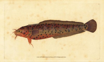 Rockling brzegowy, Gaidropsarus mediterraneus (dorsz trójbrody lub rockling, Gadus tricirratus). Ręcznie barwiony miedzioryt narysowany i rytowany przez Edwarda Donovana z jego Natural History of British Fishes, Donovan and F.C. i J. Rivington, Londyn autorstwa Edward Donovan
