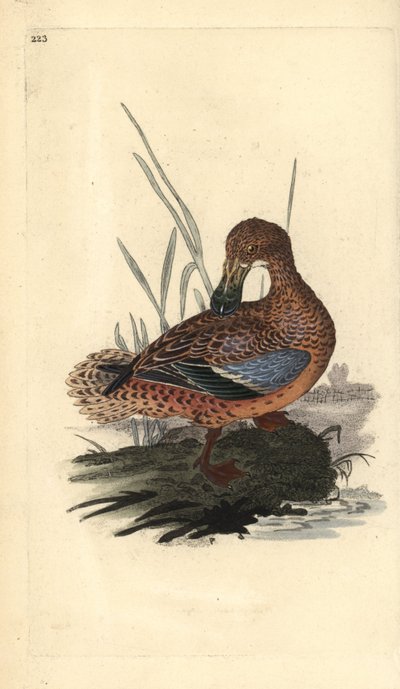 Kaczka płaskonosa (samica), Anas clypeata. Ręcznie barwiony miedzioryt rysowany i grawerowany przez Edwarda Donovana z jego własnej „Historii naturalnej ptaków brytyjskich”, Londyn autorstwa Edward Donovan