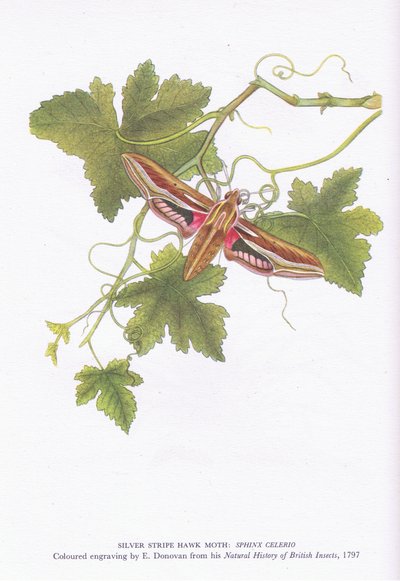 Silver Stripe Hawk Moth, Shinx Celerio, Nature in Britain, wyd. Collins, 1946 autorstwa Edward Donovan