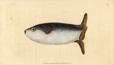 Smukły samogłów, Ranzania laevis (Łosoś obcięty, Tetrodon truncatus). Ręcznie barwiony miedzioryt narysowany i rytowany przez Edwarda Donovana z jego Natural History of British Fishes, Donovan and F.C. i J. Rivington, Londyn autorstwa Edward Donovan