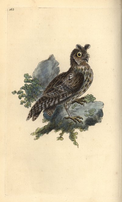 Mniejsza uszatka syberyjska lub ołówkowa, Strix pulchella. (Scops owl, Otus scops?) Ręcznie kolorowany miedzioryt narysowany i grawerowany przez Edwarda Donovana z jego własnej „Historii naturalnej ptaków brytyjskich”, Londyn autorstwa Edward Donovan