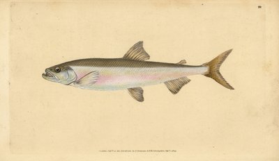 Stynka, Osmerus eperlanus (Salmo eperlanus). Miedzioryt ręcznie rysowany i rytowany przez Edwarda Donovana z jego Natural History of British Fishes, Donovan and F.C. and J. Rivington, London autorstwa Edward Donovan