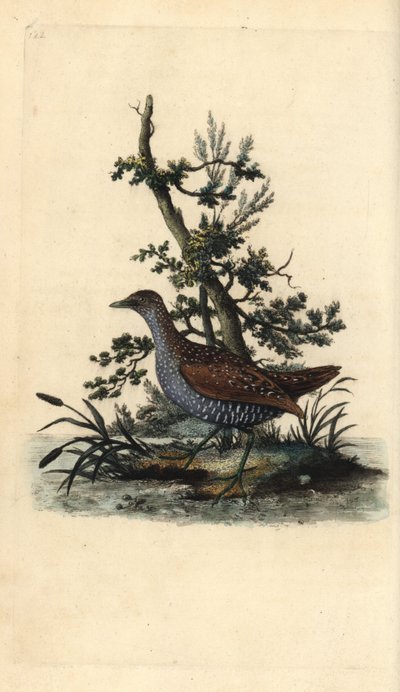 Derkacz cętkowany, Porzana porzana. Ręcznie barwiony miedzioryt rysowany i grawerowany przez Edwarda Donovana z jego własnej „Historii naturalnej ptaków brytyjskich”, Londyn autorstwa Edward Donovan