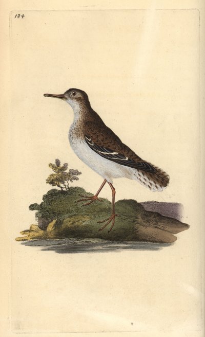 Brodzik plamisty, Actitis macularia. Ręcznie barwiony miedzioryt rysowany i grawerowany przez Edwarda Donovana z jego własnej „Historii naturalnej ptaków brytyjskich”, Londyn autorstwa Edward Donovan