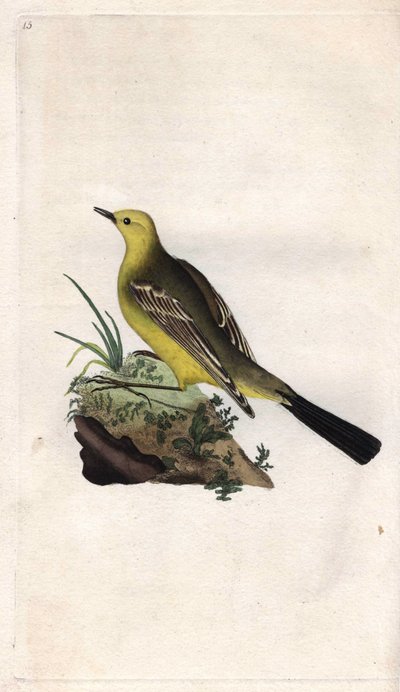Pliszka wiosenna. Flama Motacilla. Miedzioryt autorstwa Edwarda Donovana (1768-1837), opublikowany w Natural History of British Birds, Londyn autorstwa Edward Donovan