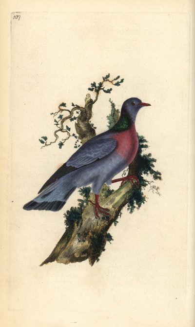 Gołąb lub gołąb, Columba oenas. Ręcznie kolorowany miedzioryt rysowany i grawerowany przez Edwarda Donovana z jego własnej „Historii naturalnej ptaków brytyjskich”, Londyn autorstwa Edward Donovan